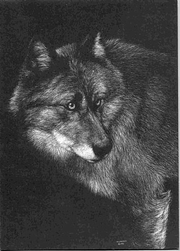 Destiny - Gray wolf by Diane Versteeg